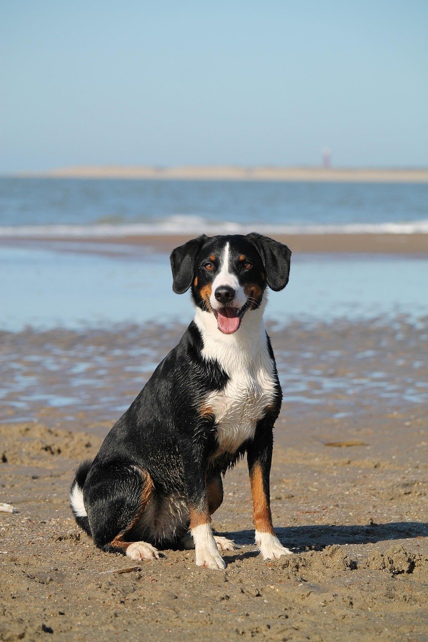 dog, beach, sea, domestic animal, nature, animal, pet, water, appenzeller, mountain dog, portrait