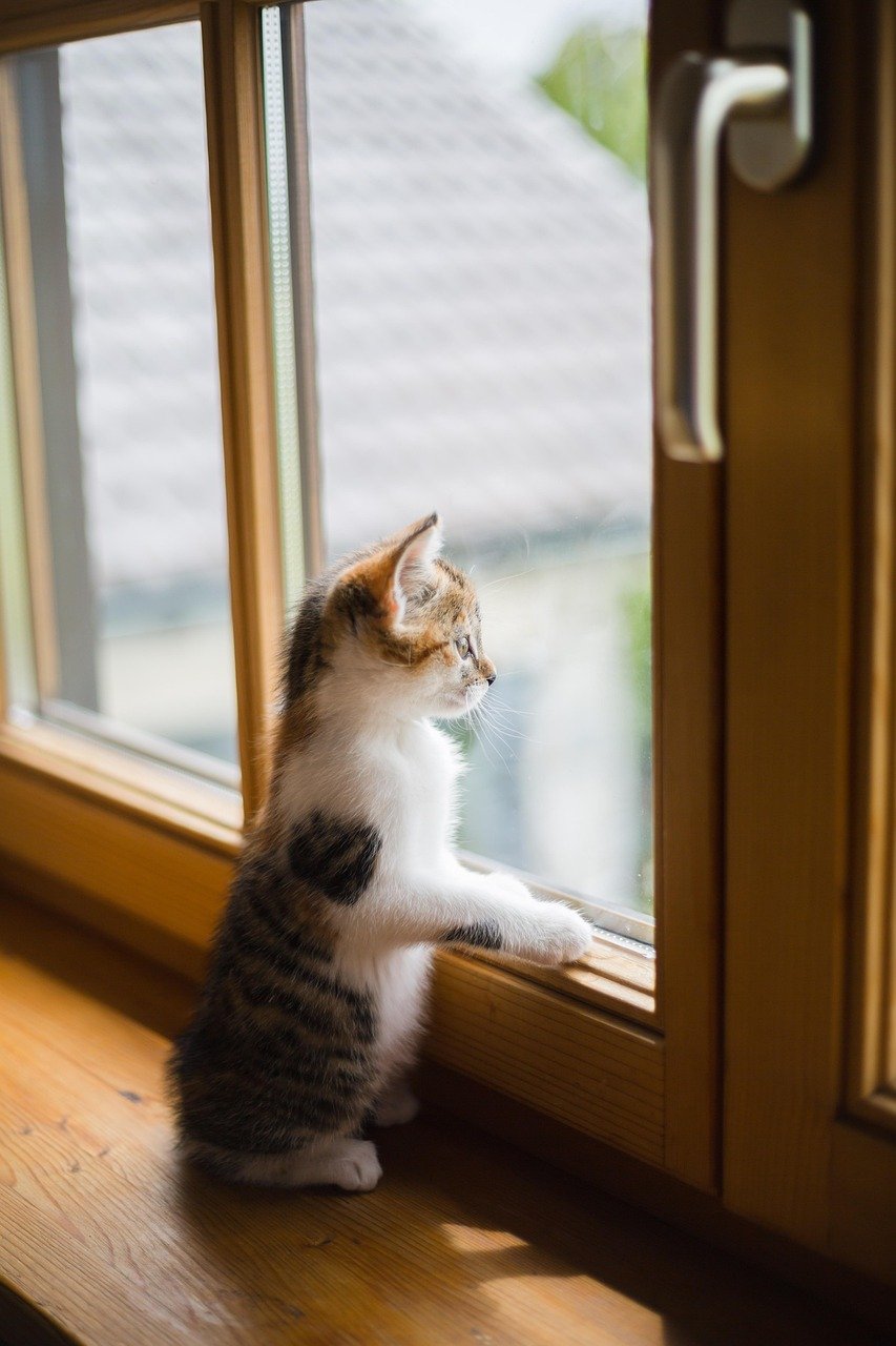 young, cat, window, animal, sad, pet, scratch, wooden windows